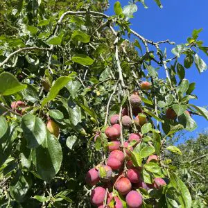 Plums