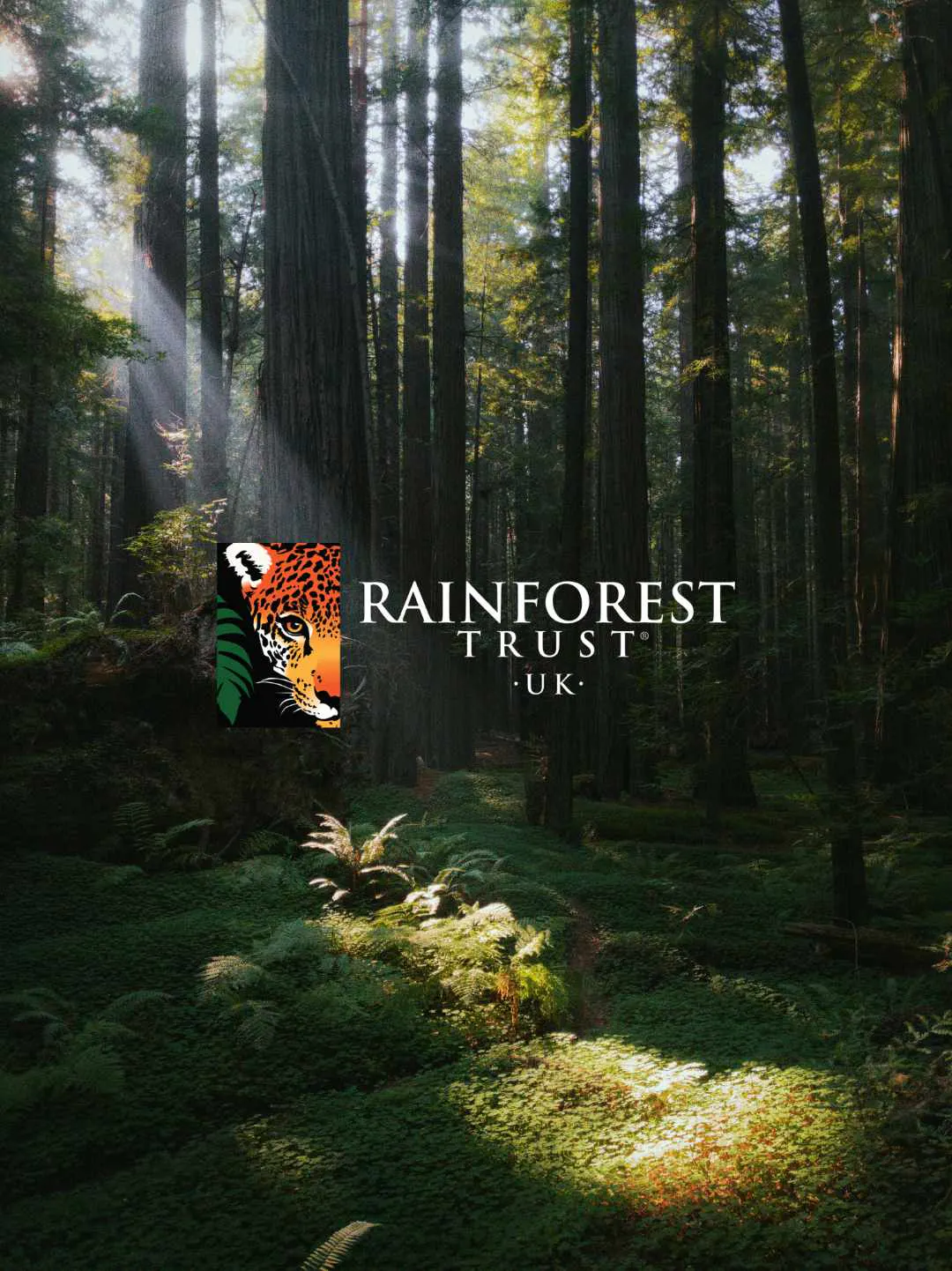 Rainforest logo
