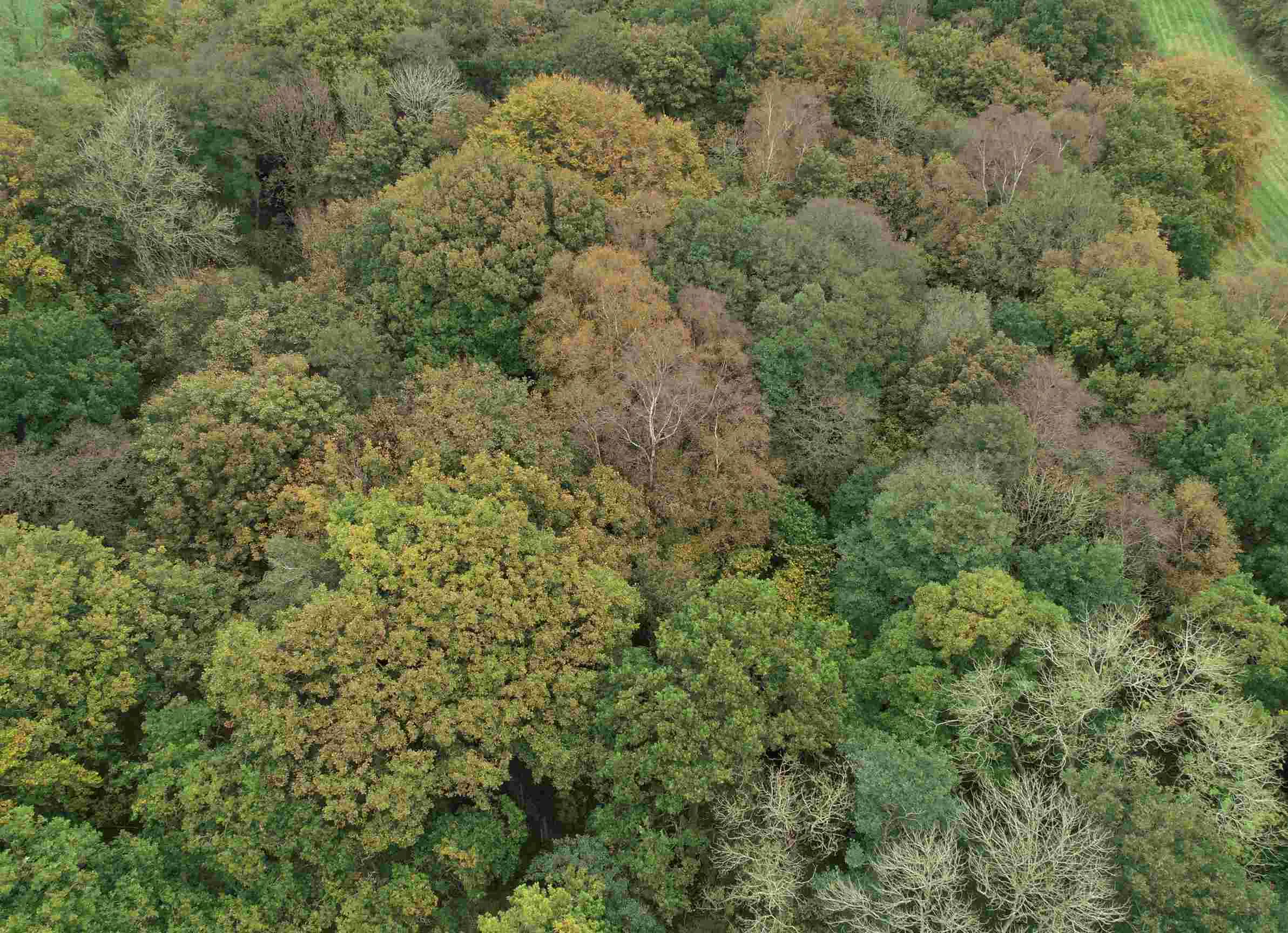 Shot of bushy trees from the top