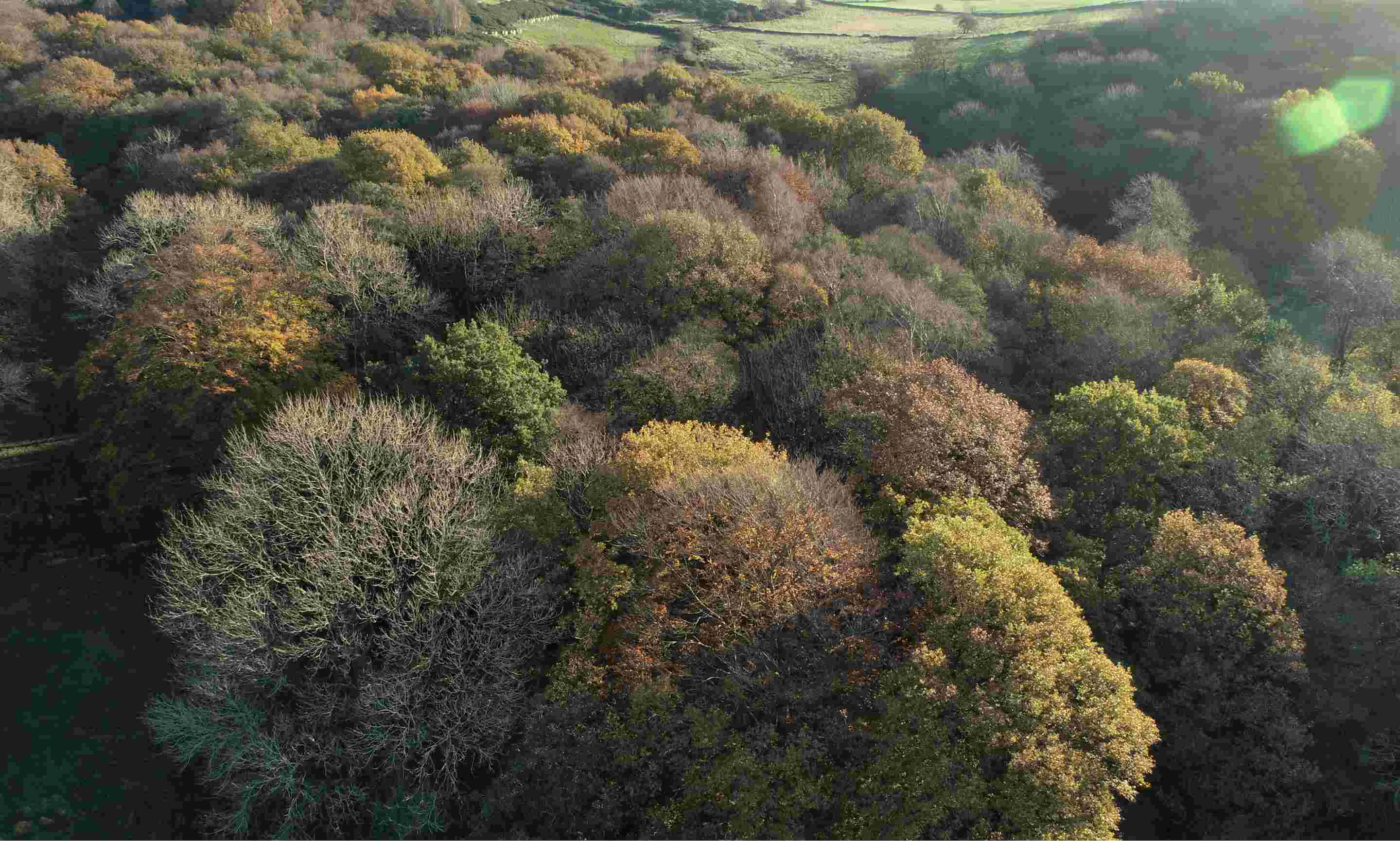 Shot of green and yellow bushy trees from the top