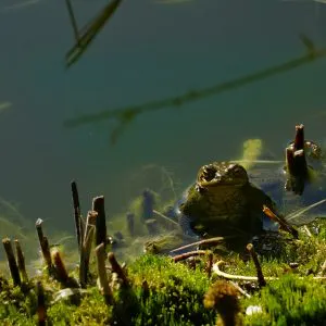 Sponsor a pond