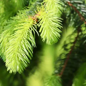Spruce closeup
