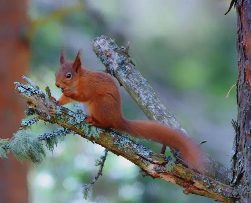 Squirrel