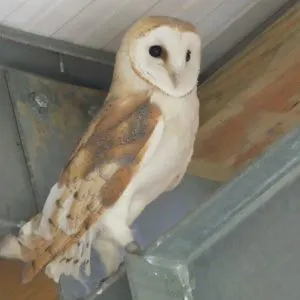 Young barn owl in a barn