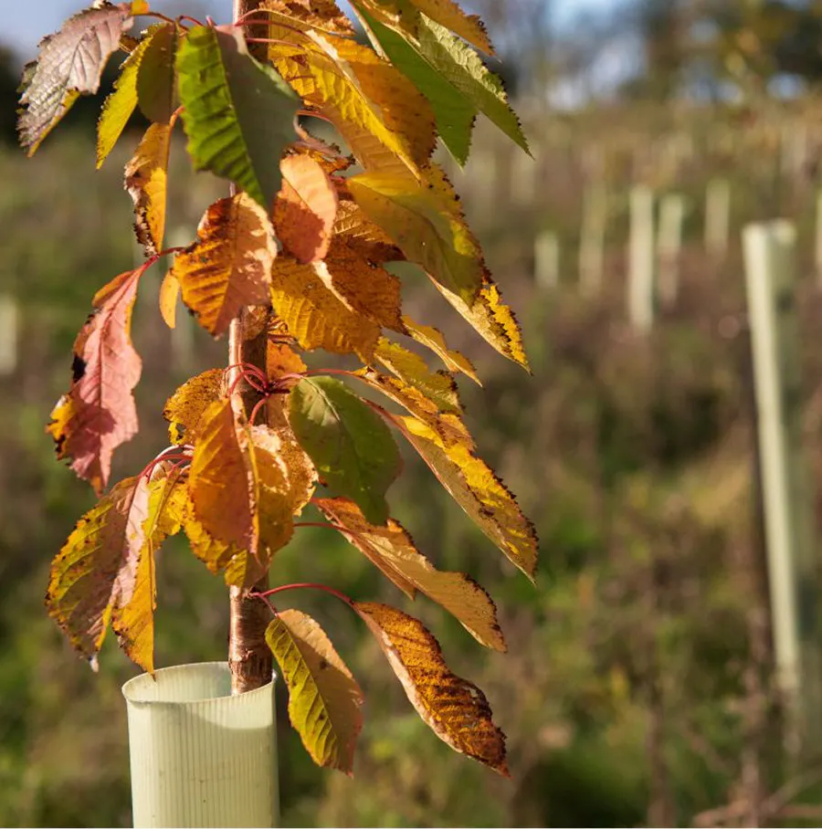Tree sapling with orange leaves