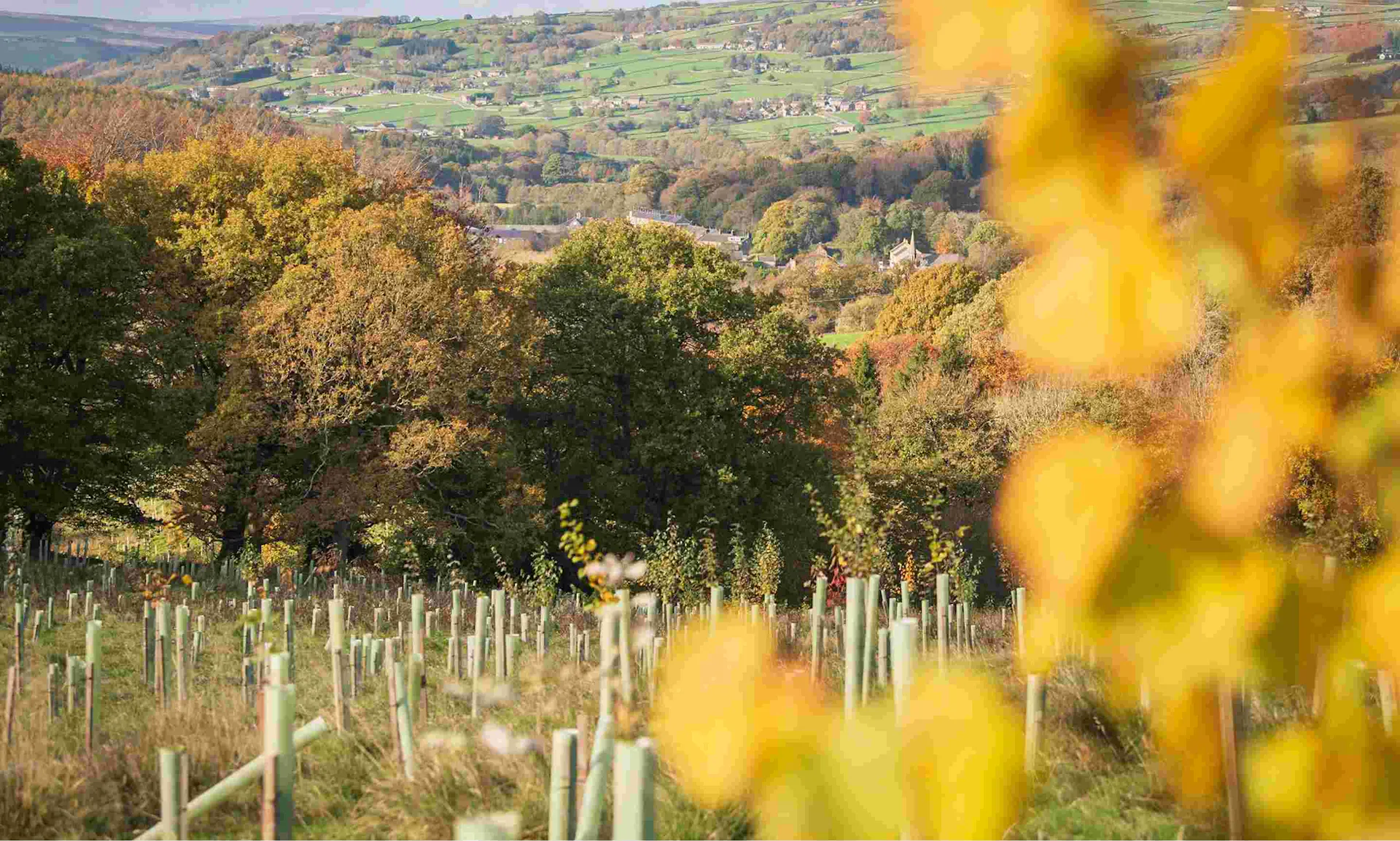 Tree saplings in the foreground with bushy trees in the background overlooking a field