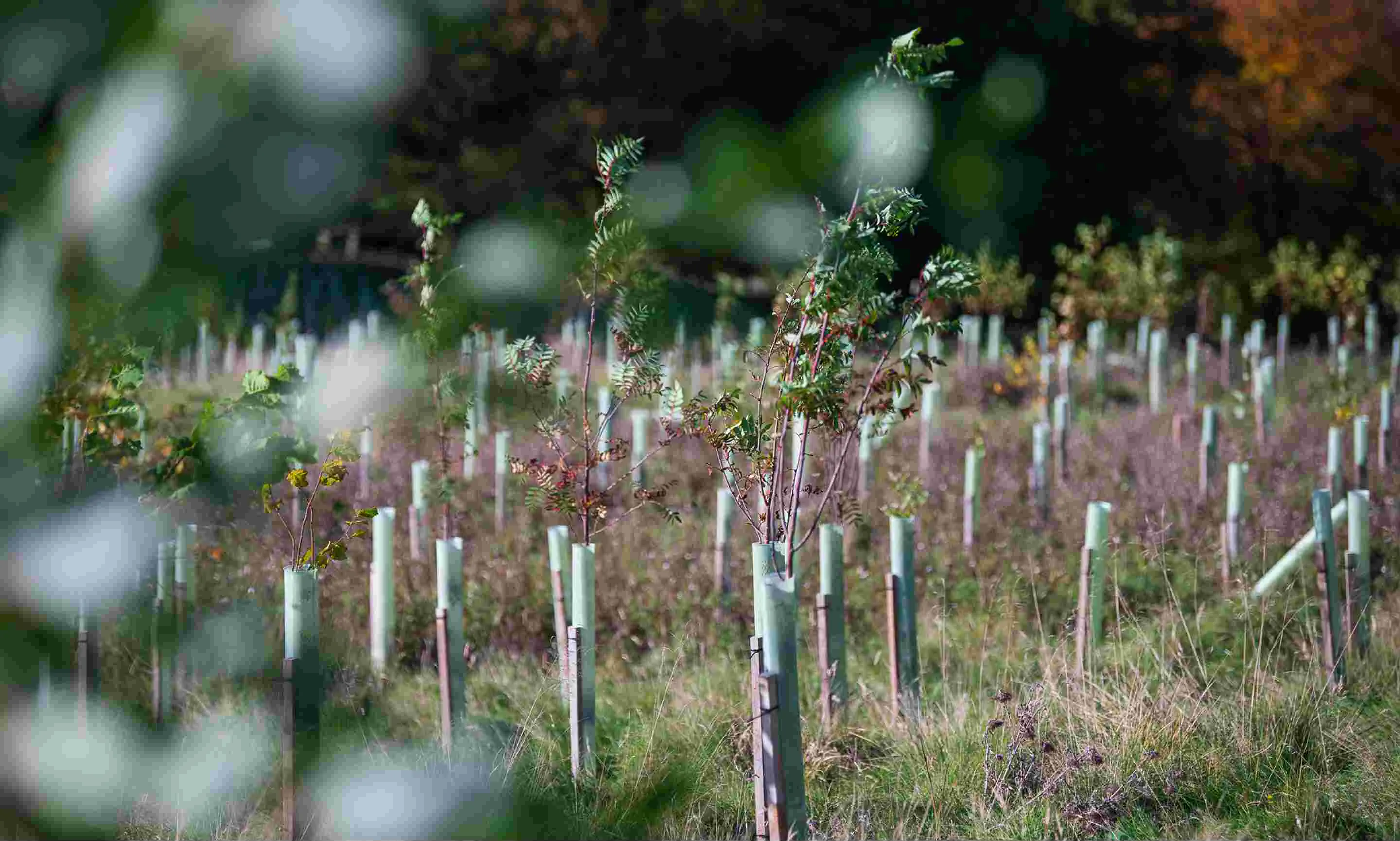 Tree saplings with green leaves