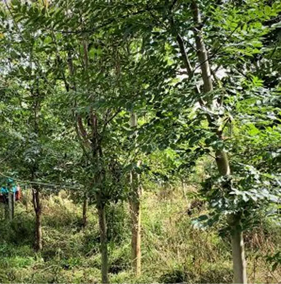 Trees