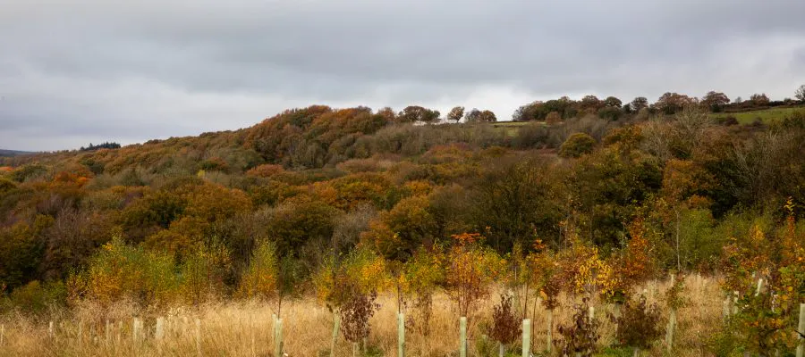Trees