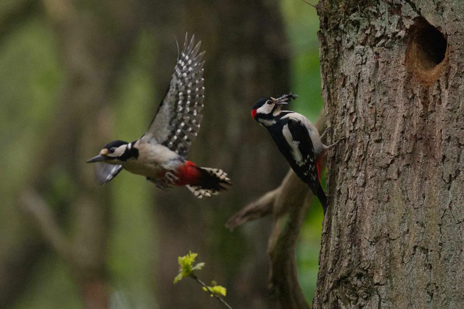 Two birds flying around a tree trunk with bugs in beaks