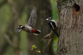 Two birds flying around a tree trunk with bugs in beaks