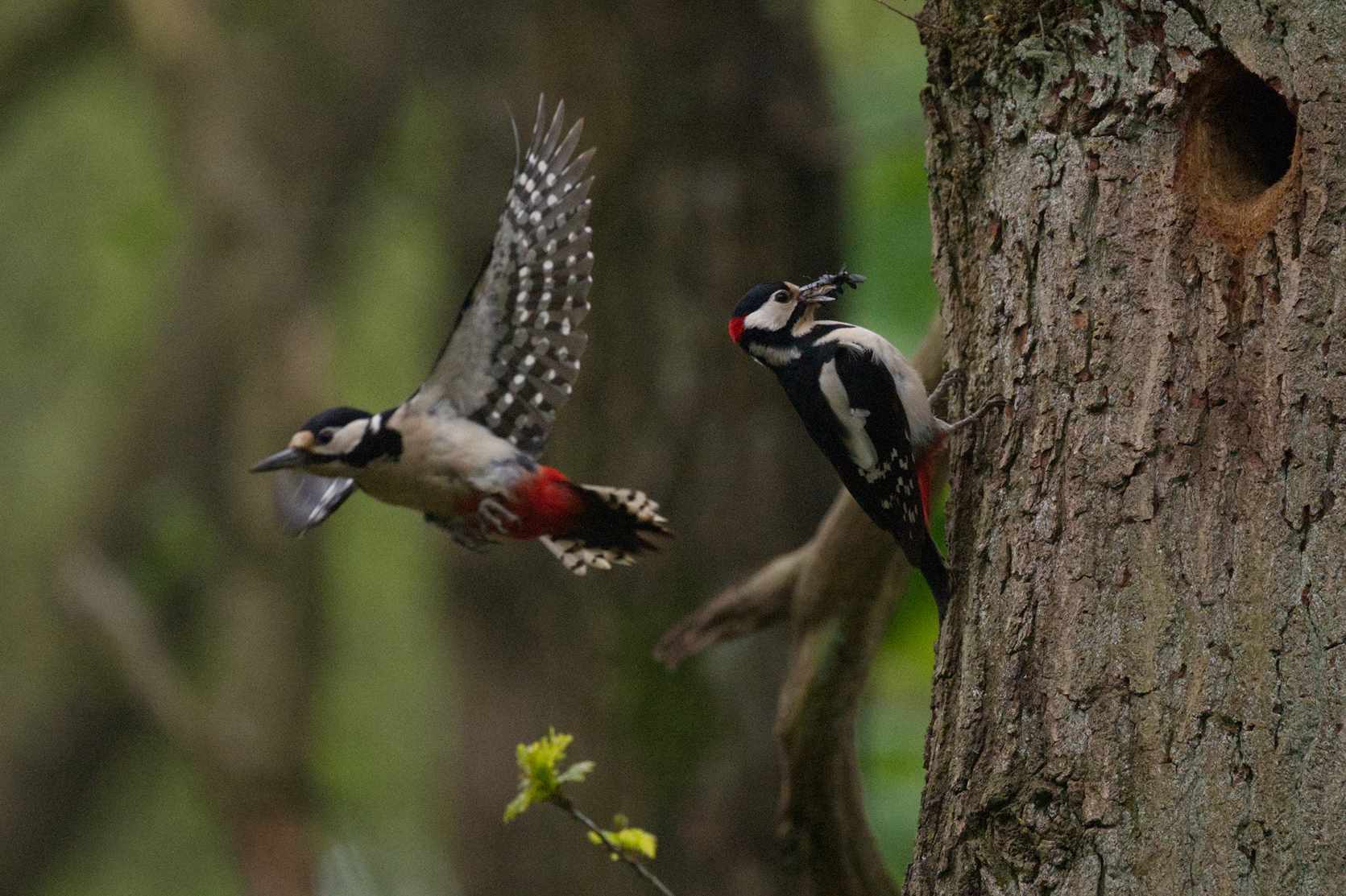 two-birds-flying-around-a-tree-trunk-with-bugs-in-beaks