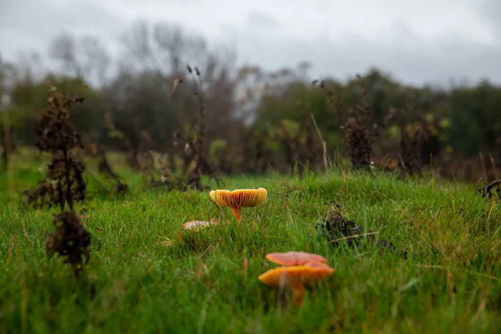 Wax cap mushrooms