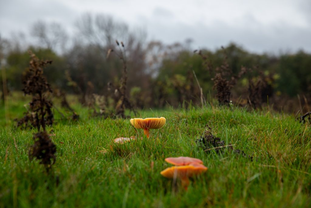 wax-cap-mushrooms