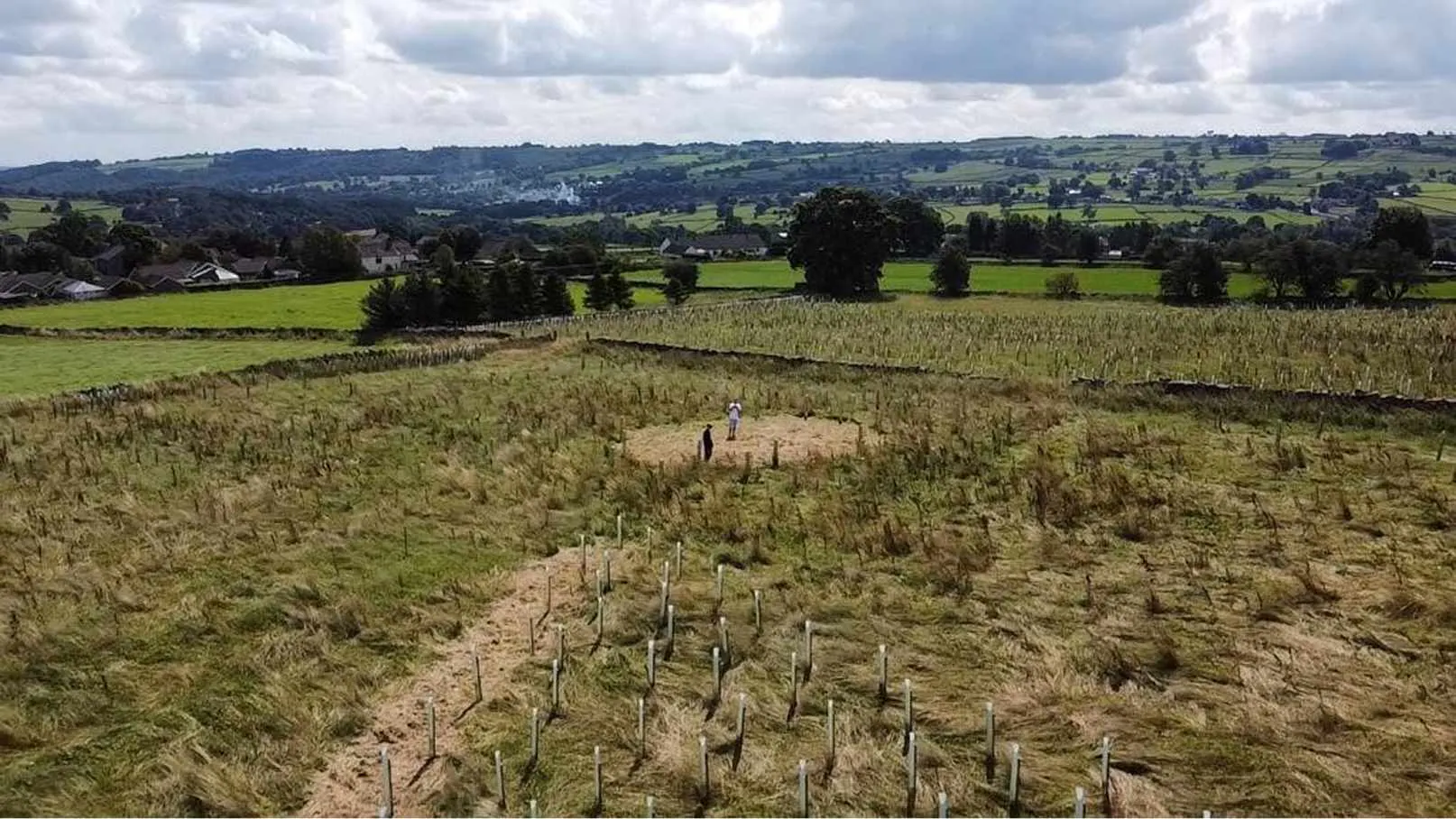 Wide shot of a field with saplings
