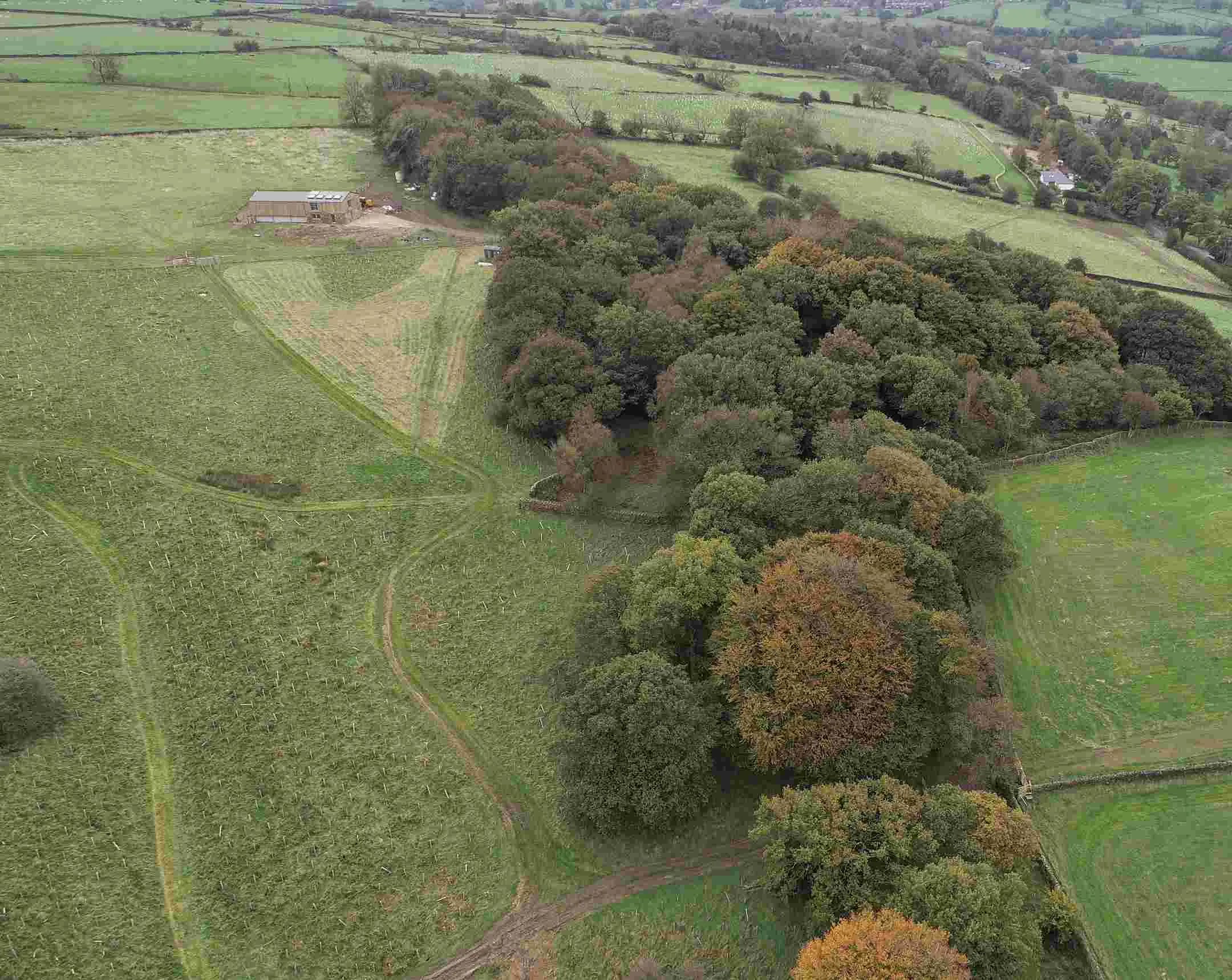 Wide shot of bushy trees in a field