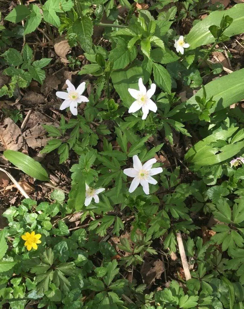 Wood anemone